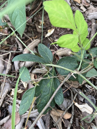 Adenia digitata