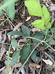 Adenia digitata