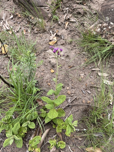 Large Vernonia (Hilliardiella sutherlandii)