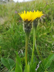 Hypochaeris uniflora