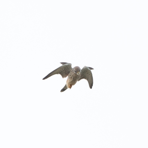 Cernícalo vulgar (Falco tinnunculus)