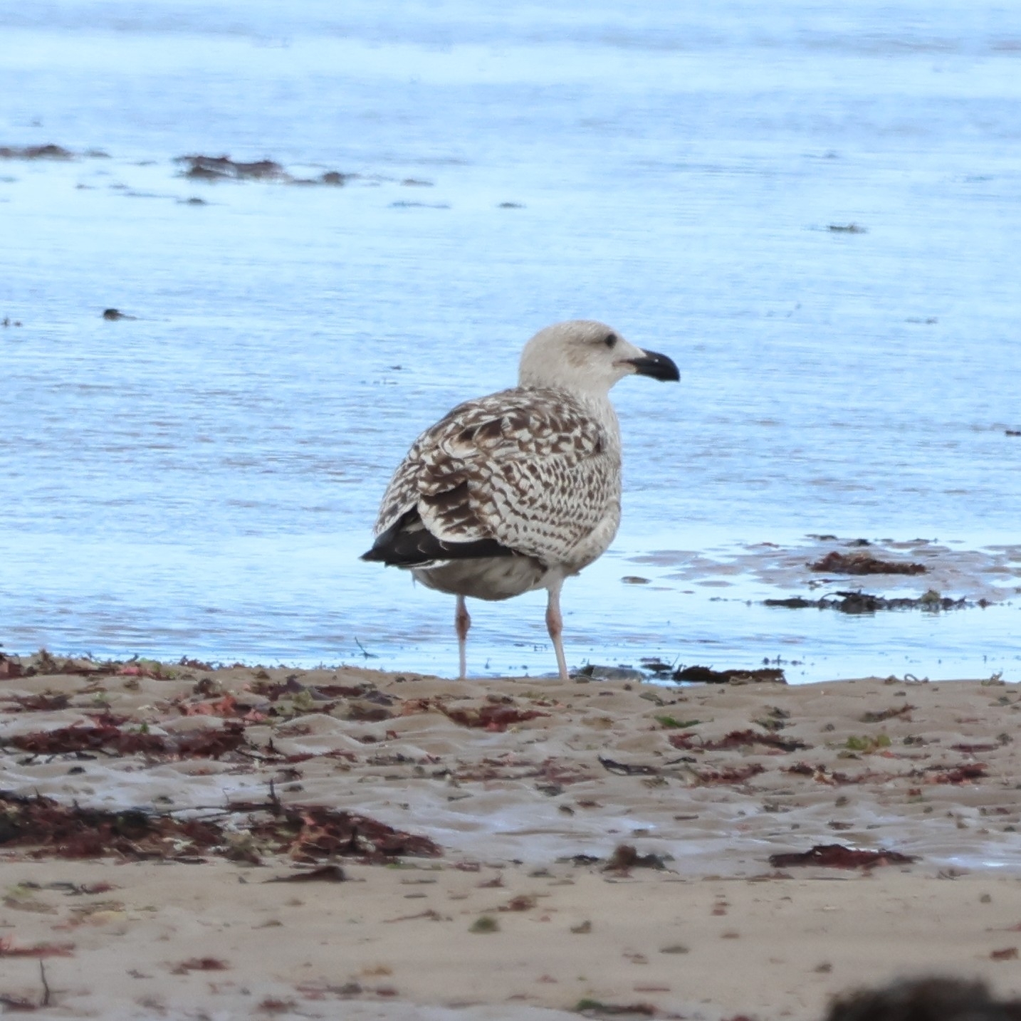 Great Black-backed Gull (Larus marinus)