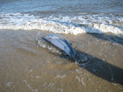 Stenella coeruleoalba