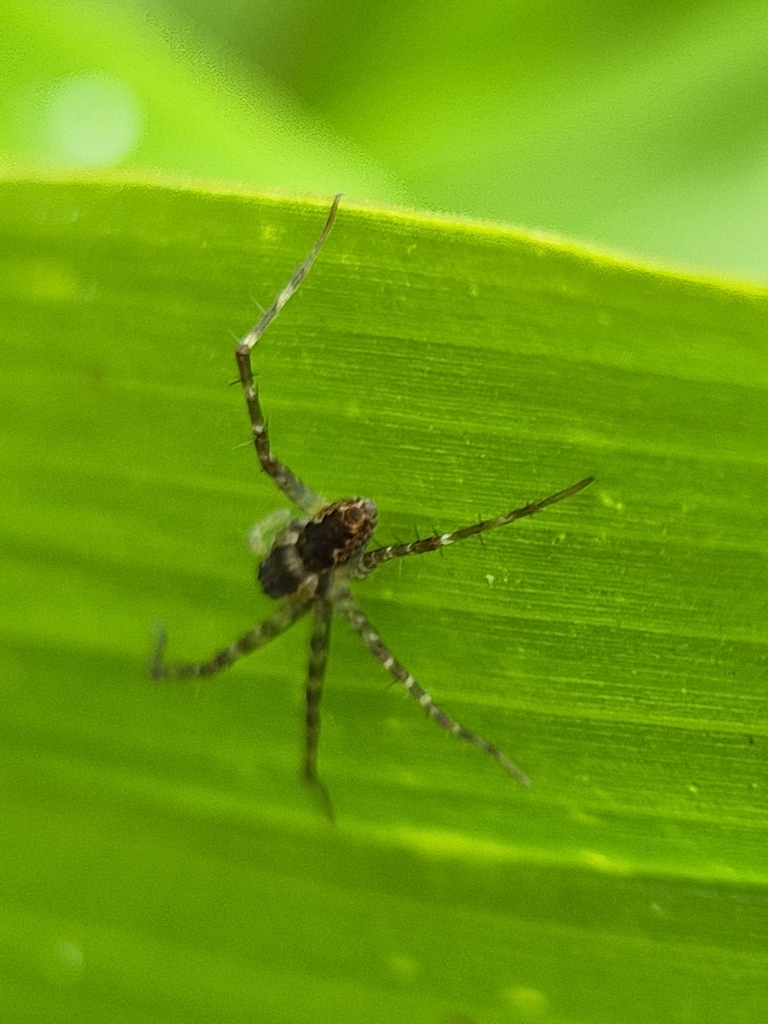 Hygropoda borbonica