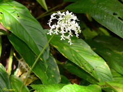 Calanthe