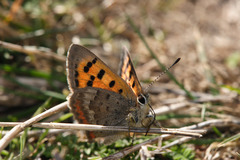 Lycaena phlaeas phlaeoides