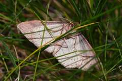 Cyclophora maderensis