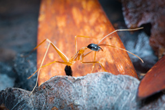 Leptomyrmex nigriceps