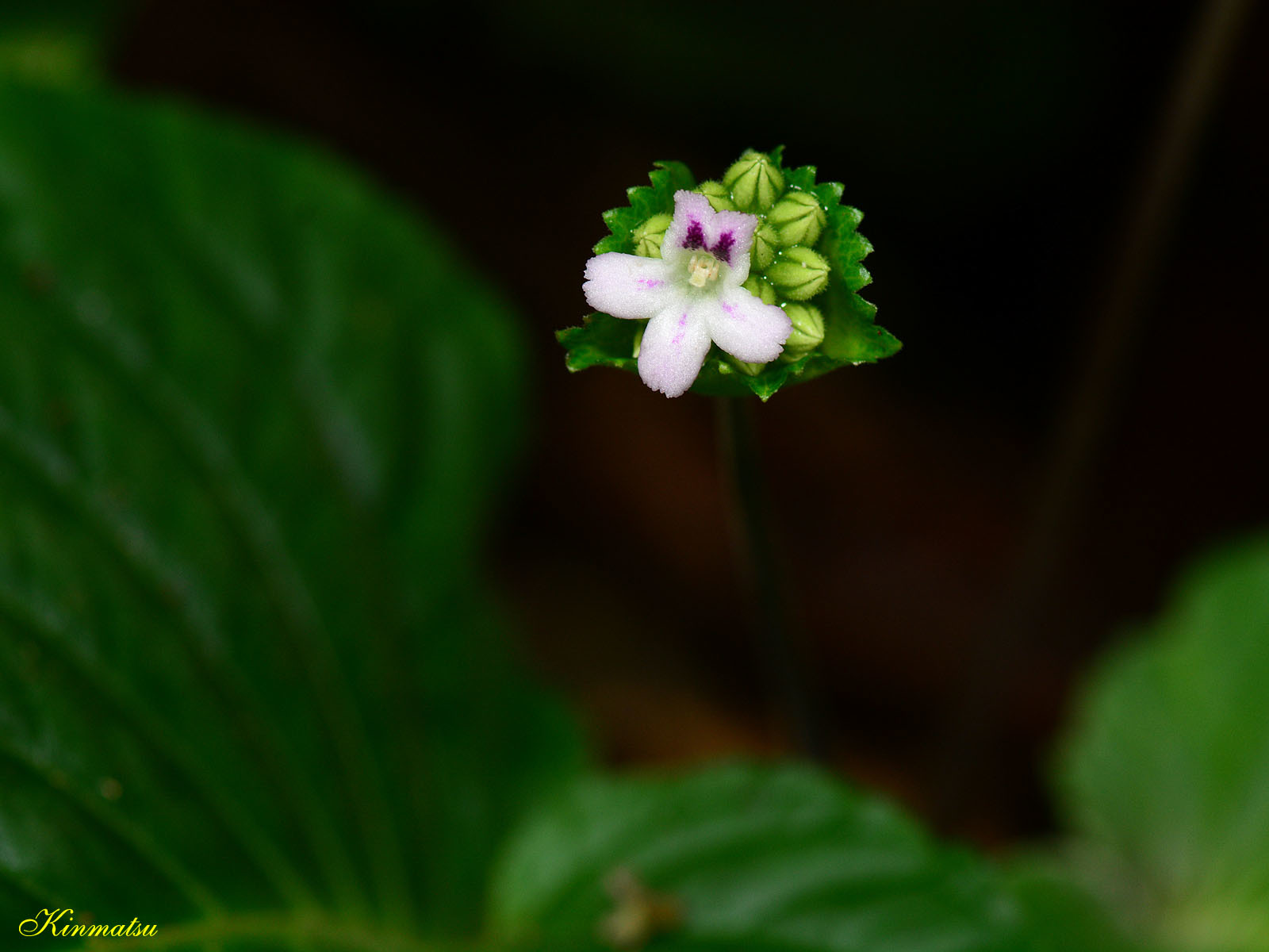 Epithema saxatile