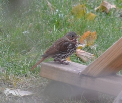 Passerella iliaca iliaca