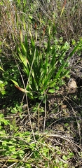 Watsonia strictiflora