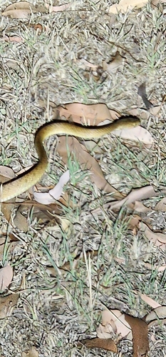 Brown Tree Snake sighting