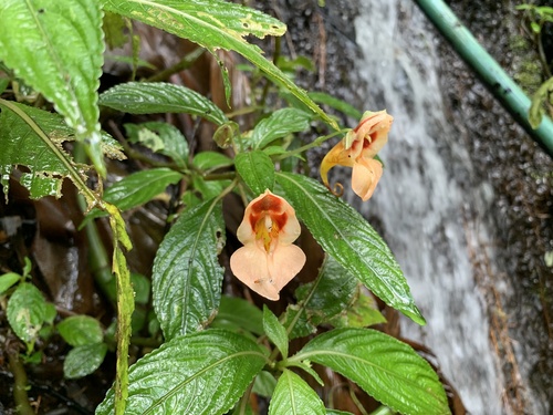 Orange Himalayan Balsam (Impatiens pulchra)