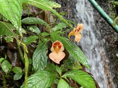 Impatiens pulchra