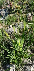 Watsonia strictiflora