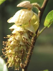 Corylopsis multiflora