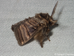 Orthocraspeda furva