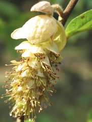 Corylopsis multiflora