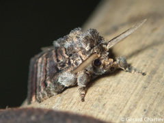 Orthocraspeda furva