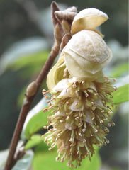 Corylopsis multiflora