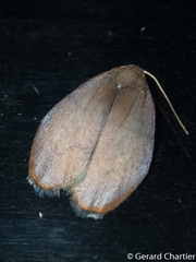 Macaduma