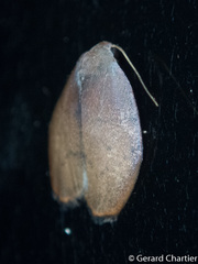Macaduma