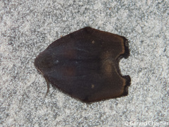 Macaduma borneana
