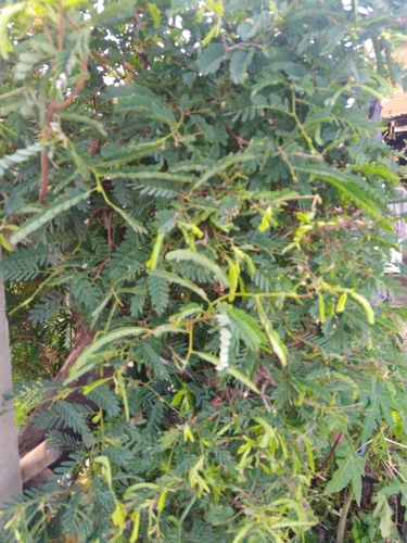 Tamarind