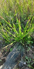 Watsonia strictiflora