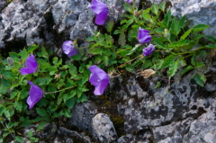 Campanula carpatica