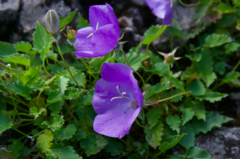 Campanula carpatica