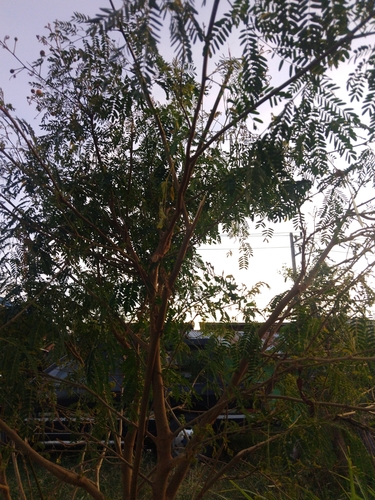 White leadtree