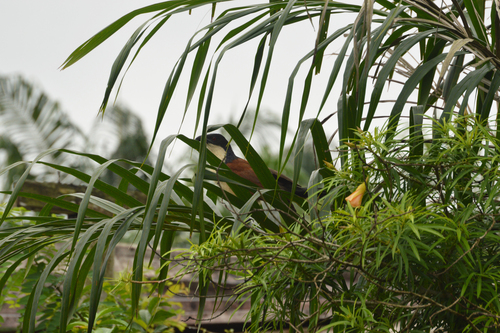 Senegal Coucal