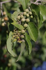 Ziziphus mucronata image