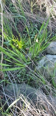 Watsonia strictiflora