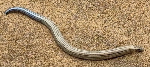 Short Blind Dart Skink, Typhlacontias brevipes