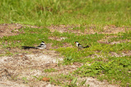 Pin-tailed Whydah
