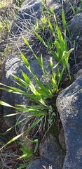 Watsonia strictiflora