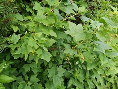 Ribes petraeum