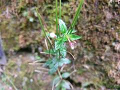 Epilobium amurense