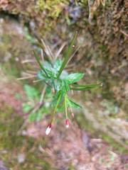 Epilobium amurense
