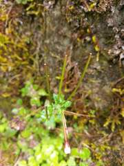 Epilobium amurense