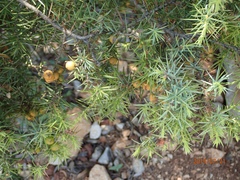 Juniperus
