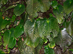 Monophyllaea glauca