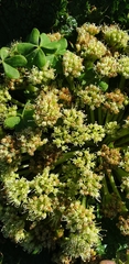 Arctopus monacanthus