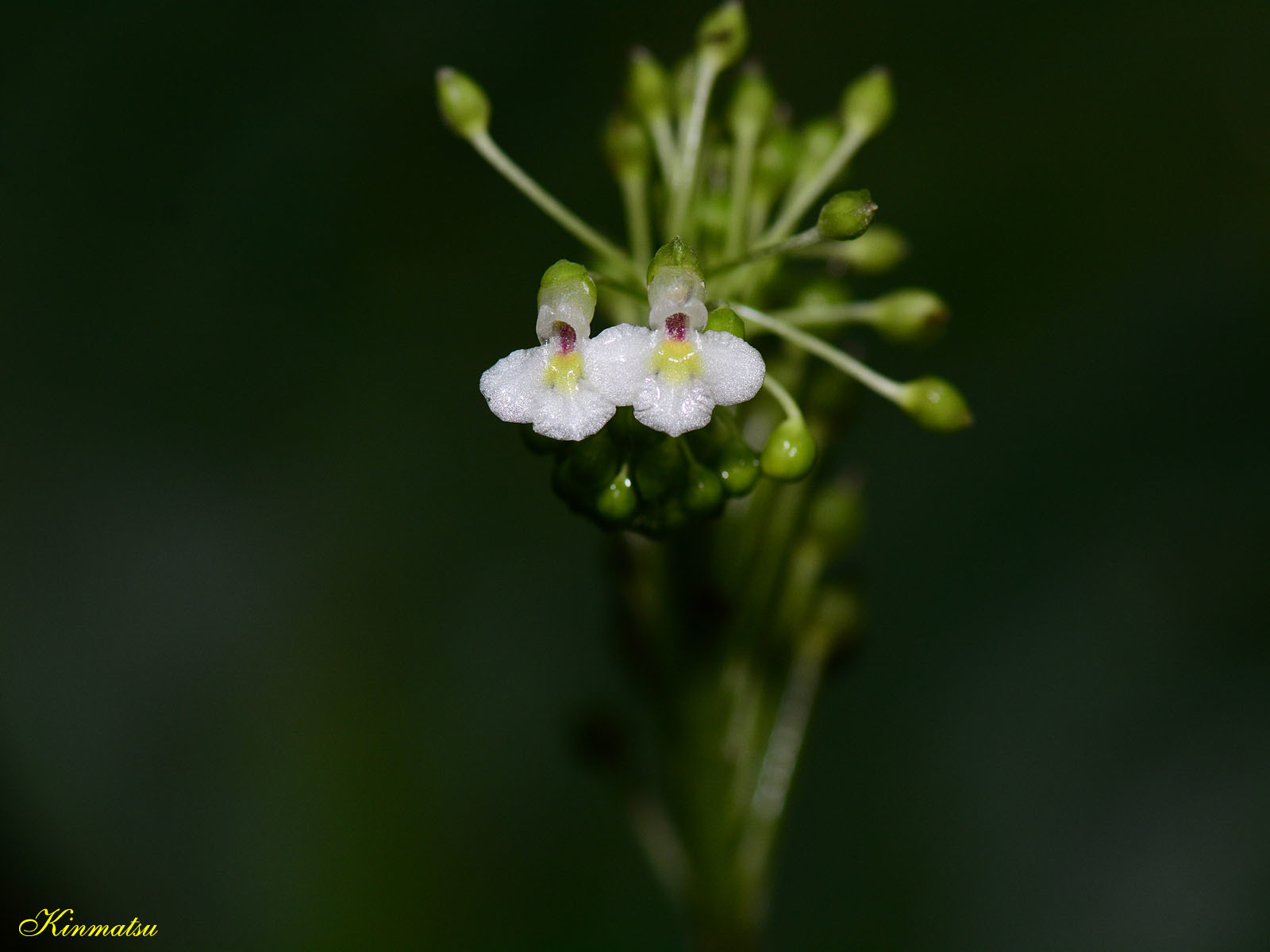 Monophyllaea glauca