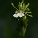 Monophyllaea glauca - Photo 由 Kinmatsu Lin 所上傳的 (c) Kinmatsu Lin，保留部份權利CC BY-NC