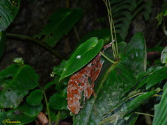 Monophyllaea glauca