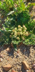 Arctopus monacanthus
