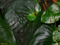 Monophyllaea glauca